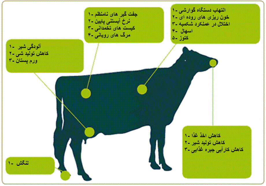 10 نکته مهم در مورد سموم قارچی(مایکوتوکسینها) موثر بر تولید گاو شیری.